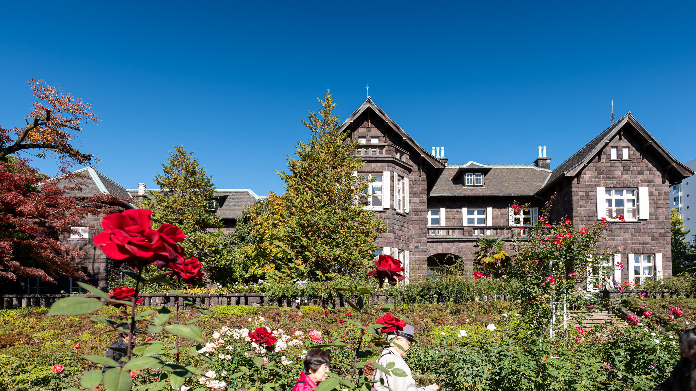 Kyu-Furukawa Gardens: Mansion Views, Roses, and Autumn Color