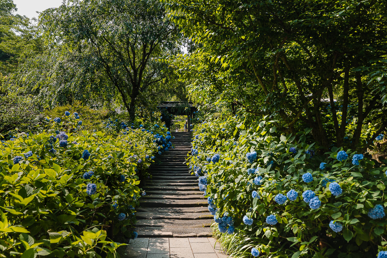 Stone steps lined with blue hydrangeas leading through Meigetsu-in Temple in Kita-Kamakura
