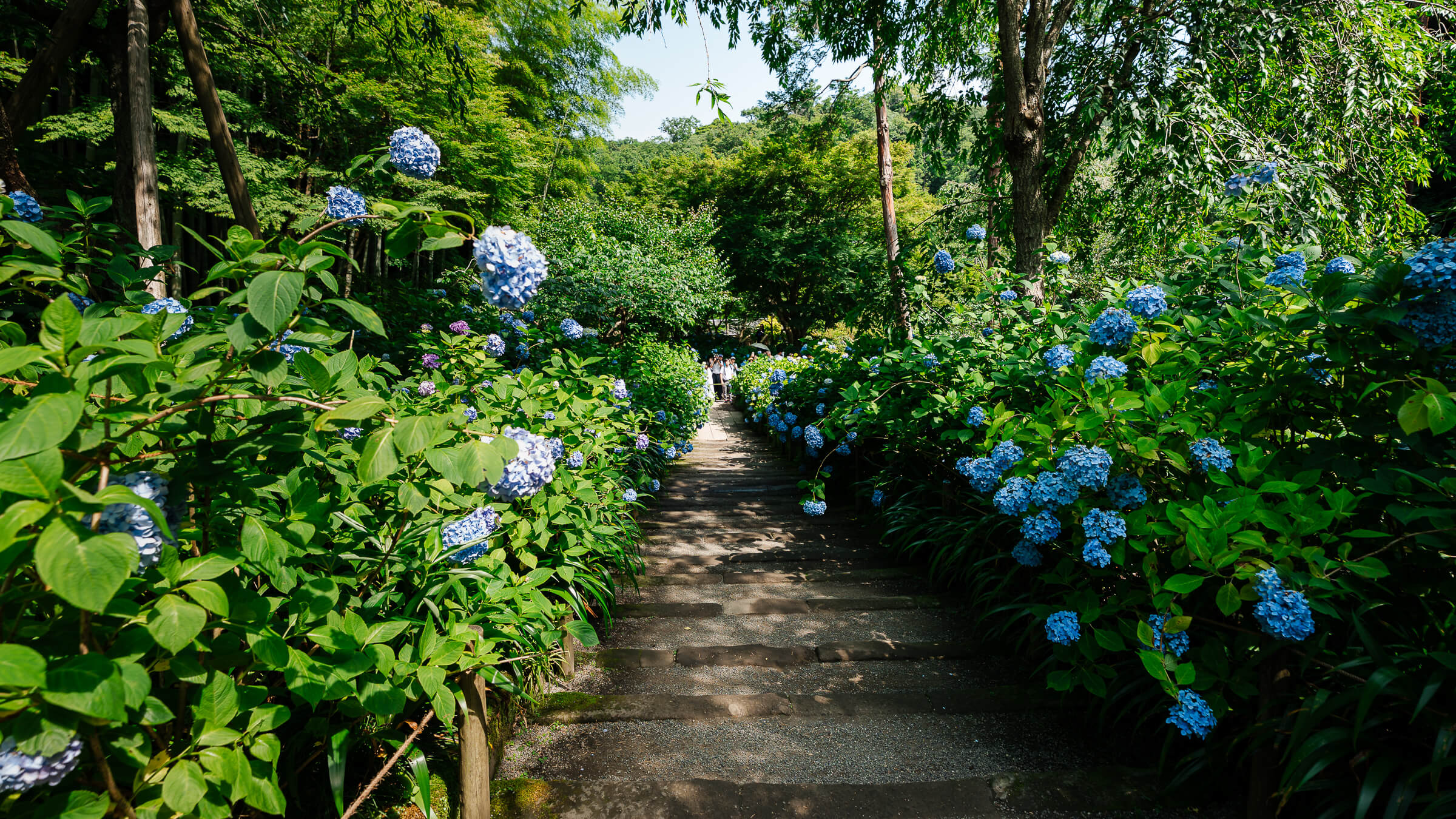 Hydrangea-lined stone path through the shaded garden at Meigetsu-in Temple in Kamakura