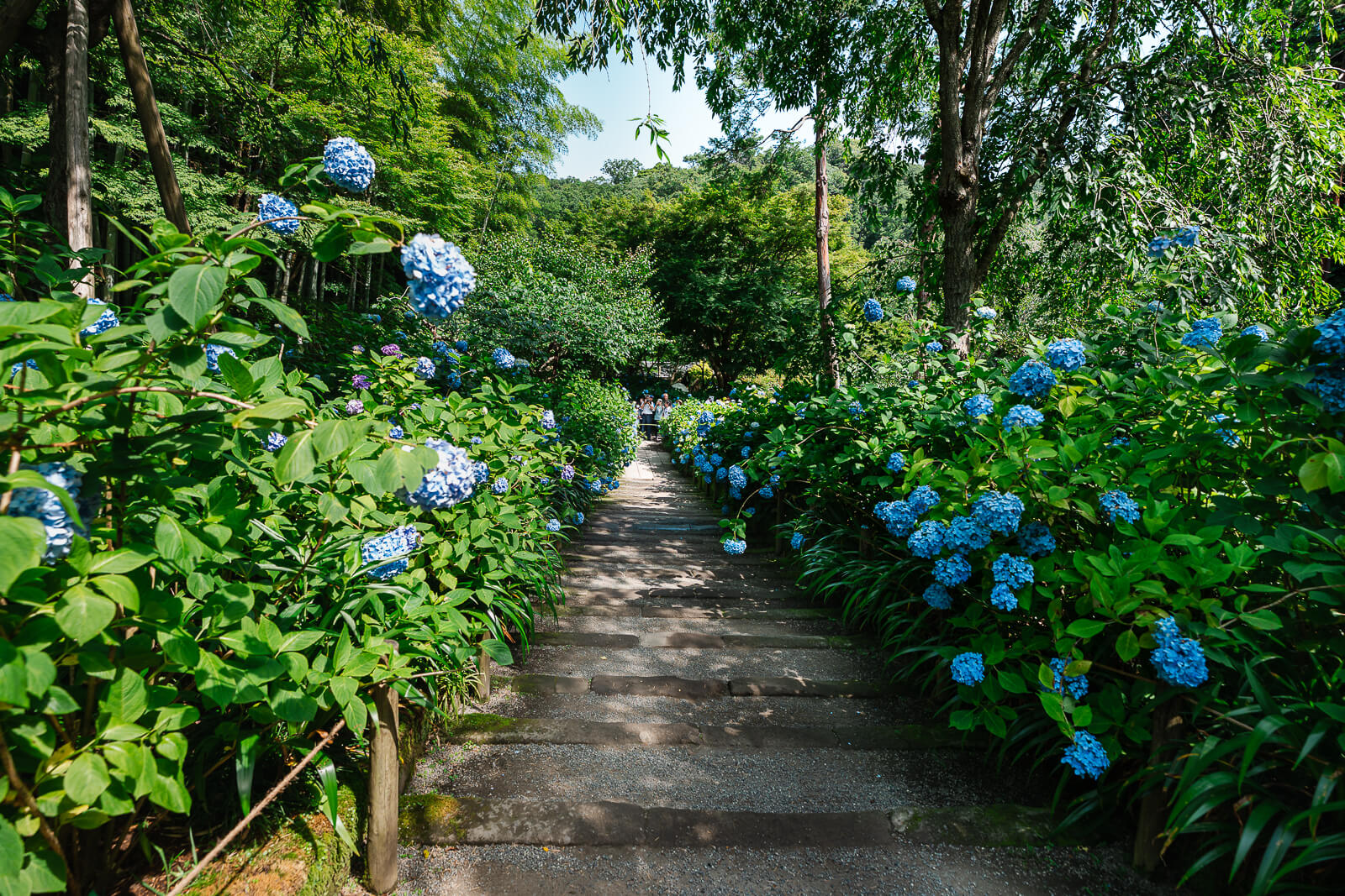 Blue hydrangeas lining the main approach at Meigetsu-in Temple in Kita-Kamakura