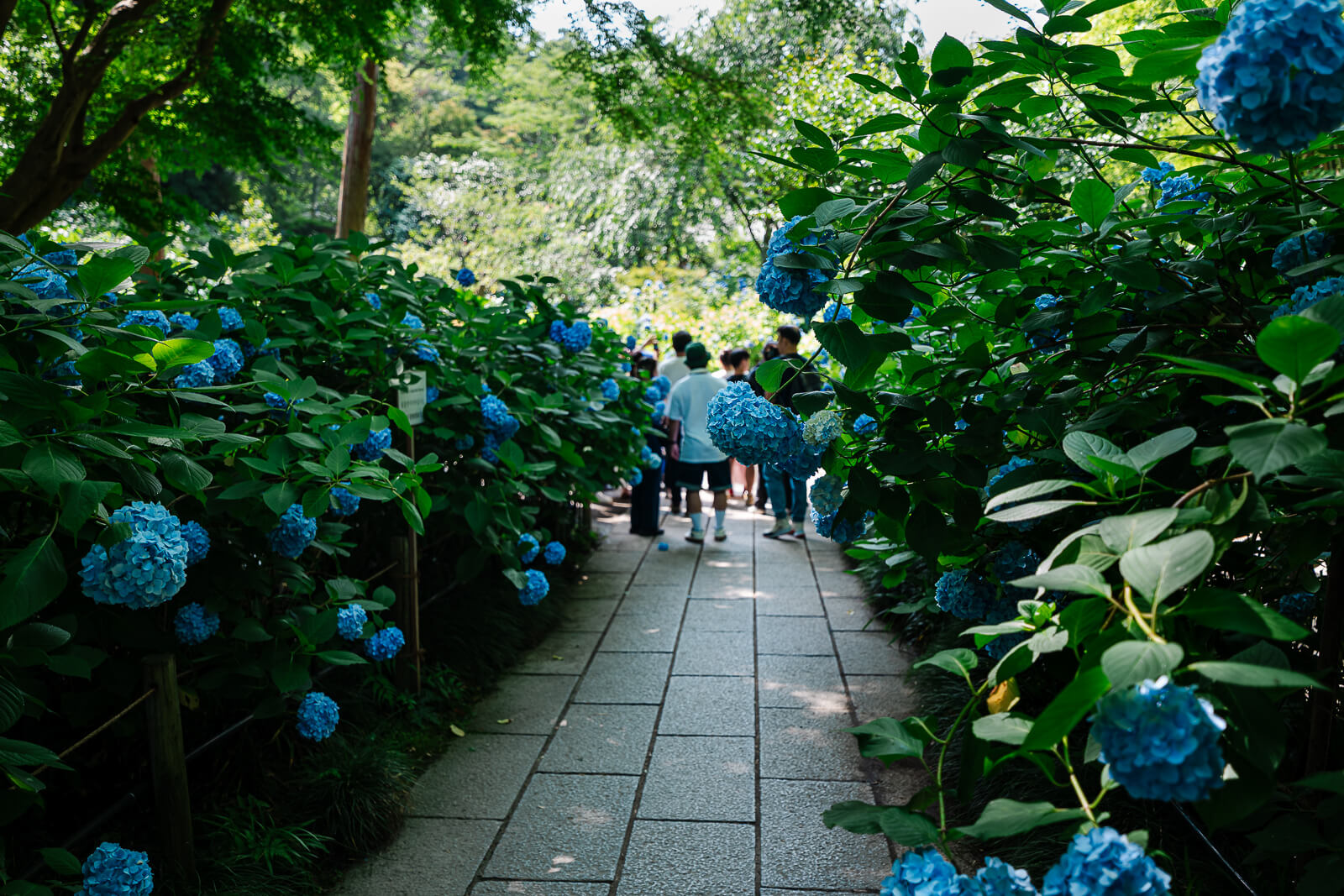 Visitors walking through shaded hydrangea paths at Meigetsu-in Temple in Kita-Kamakura