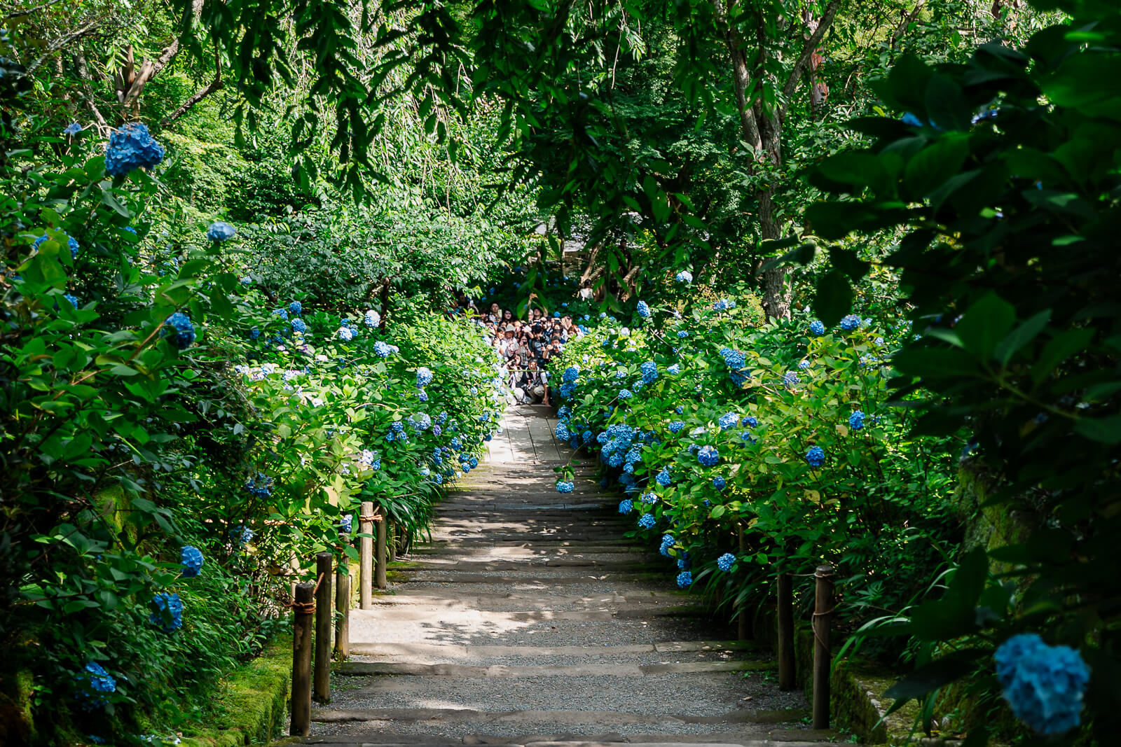 Hydrangea-lined path leading through Meigetsu-in Temple in Kita-Kamakura