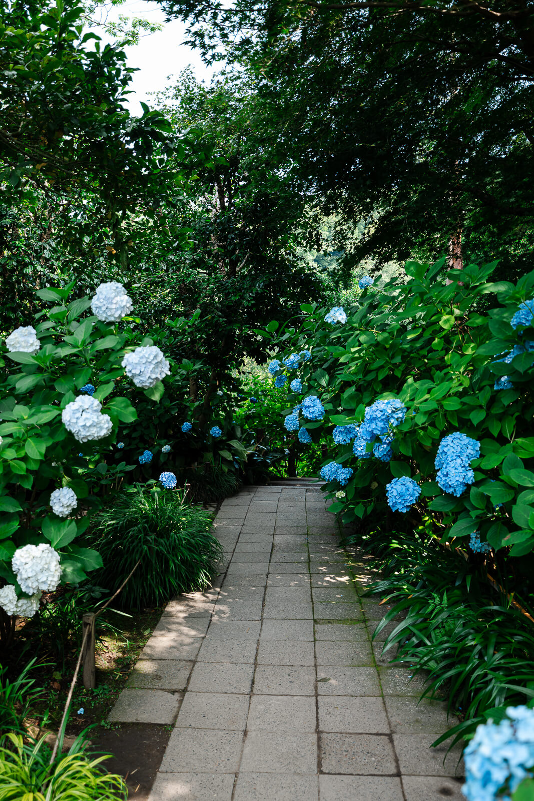 Tall hydrangea-lined path through Meigetsu-in Temple in Kita-Kamakura