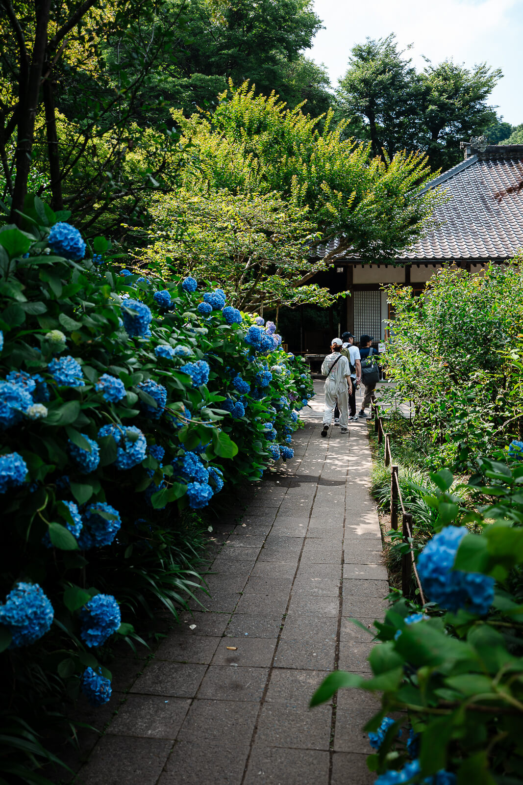 Narrow hydrangea path leading toward a temple building at Meigetsu-in