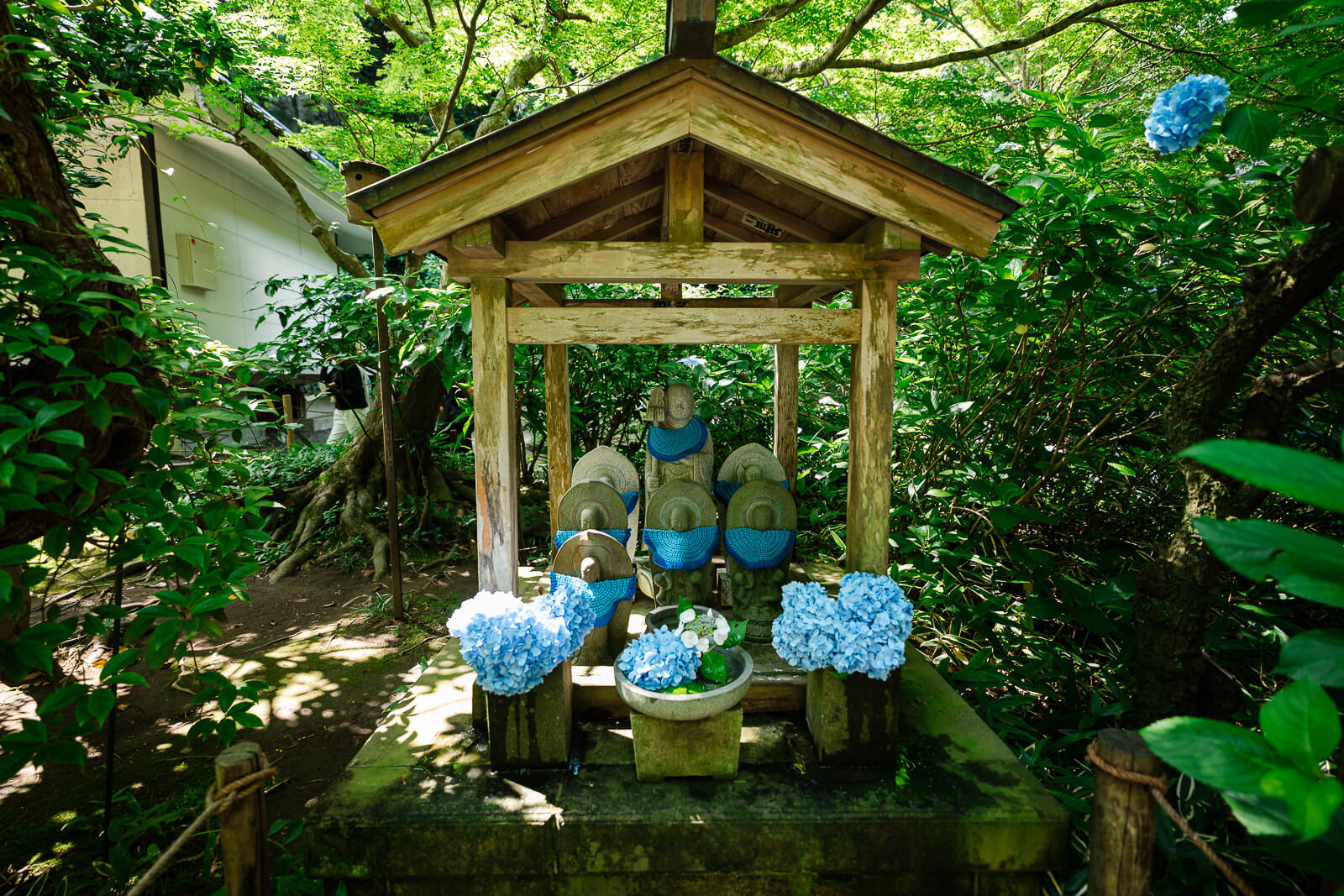 Hydrangea display at a small shrine structure inside Meigetsu-in Temple