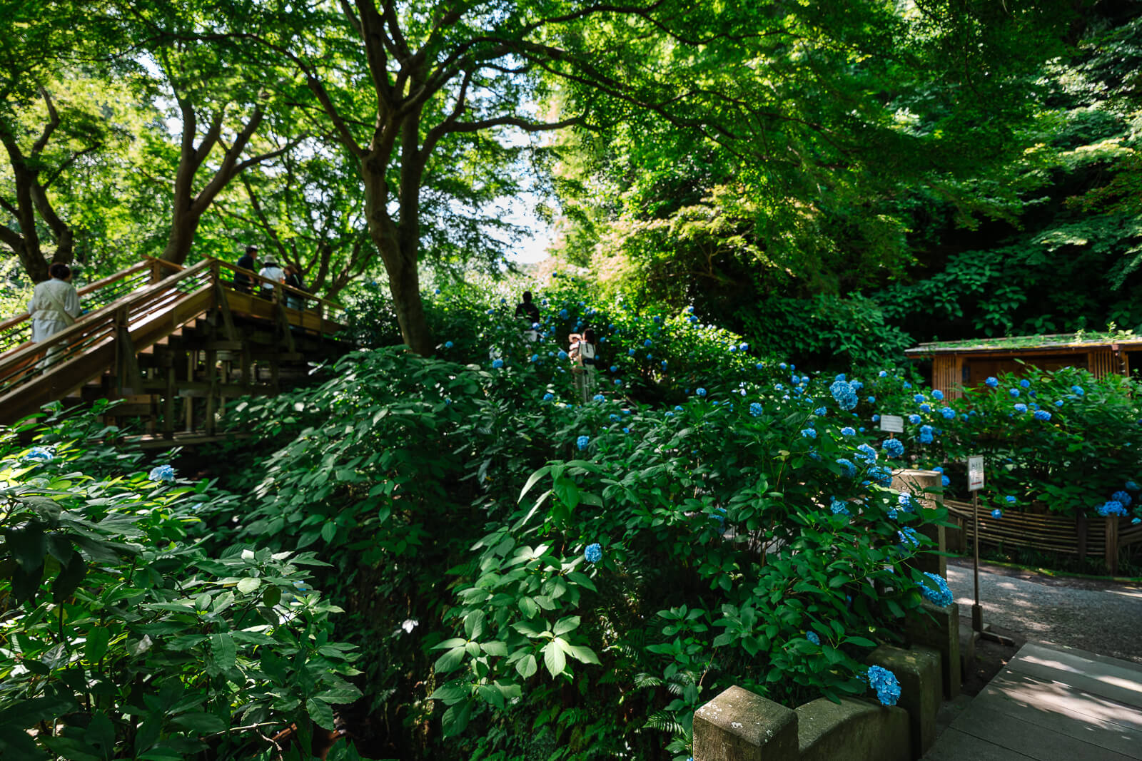 Hydrangeas and greenery near Katsurabashi bridge at Meigetsu-in Temple
