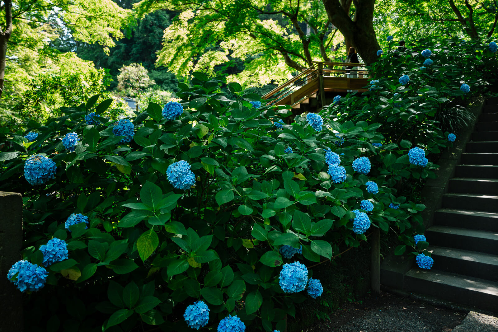 Katsurabashi bridge area surrounded by greenery at Meigetsu-in Temple
