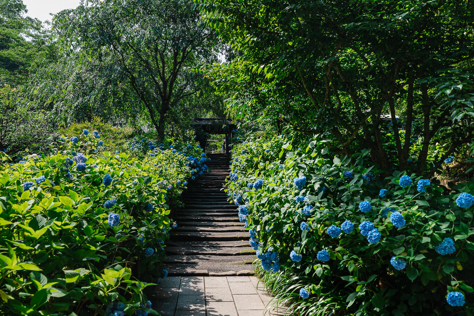 Hydrangeas lining the Sanmon stairway at Meigetsu-in Temple in Kita-Kamakura