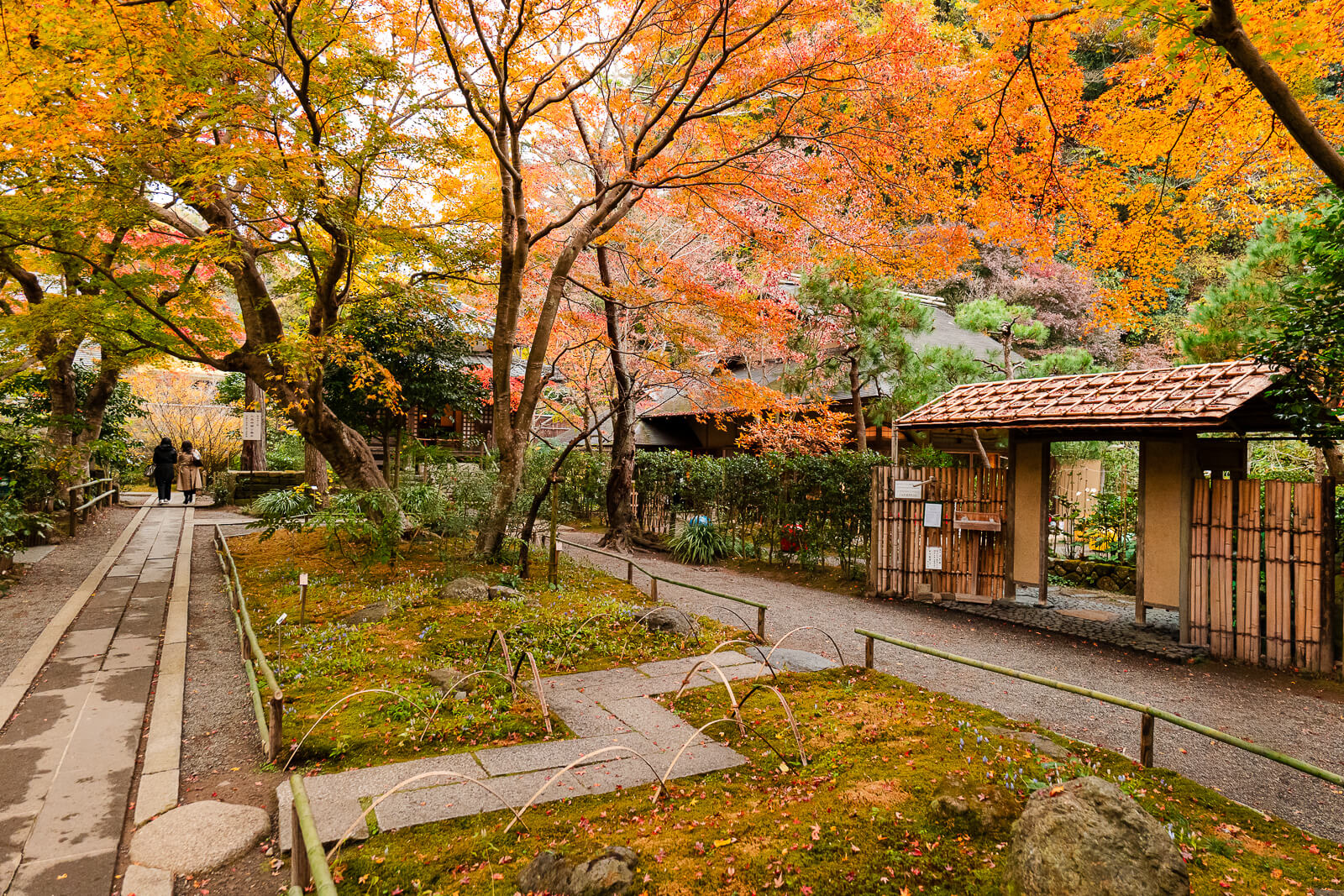 Gesshoken teahouse area surrounded by autumn foliage at Meigetsu-in Temple in Kita-Kamakura
