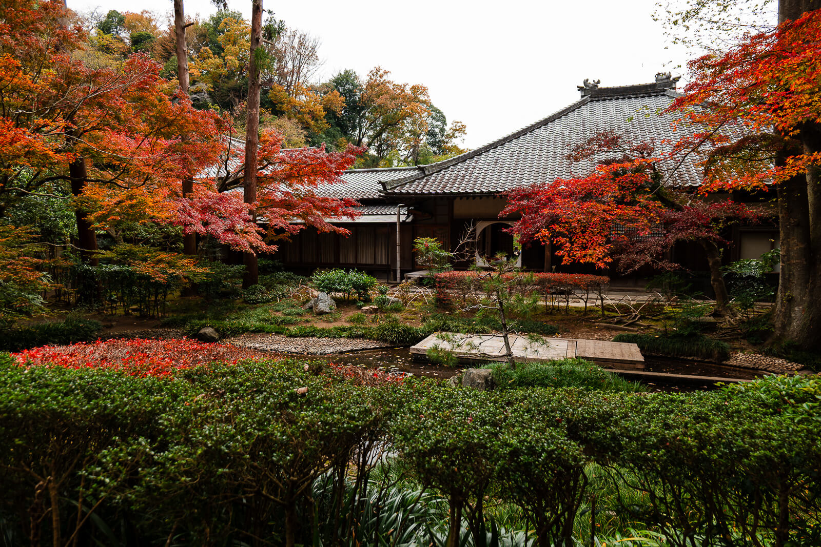Peak autumn colors in the Hondogo Garden at Meigetsu-in Temple in Kita-Kamakura