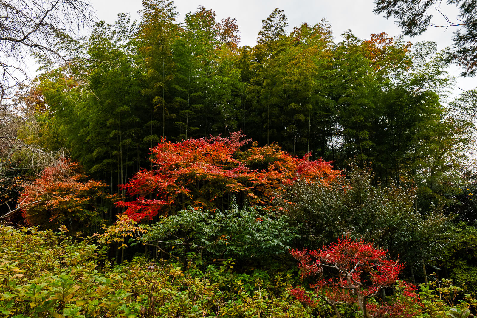 Autumn maples and bamboo grove at Meigetsu-in Temple in Kita-Kamakura