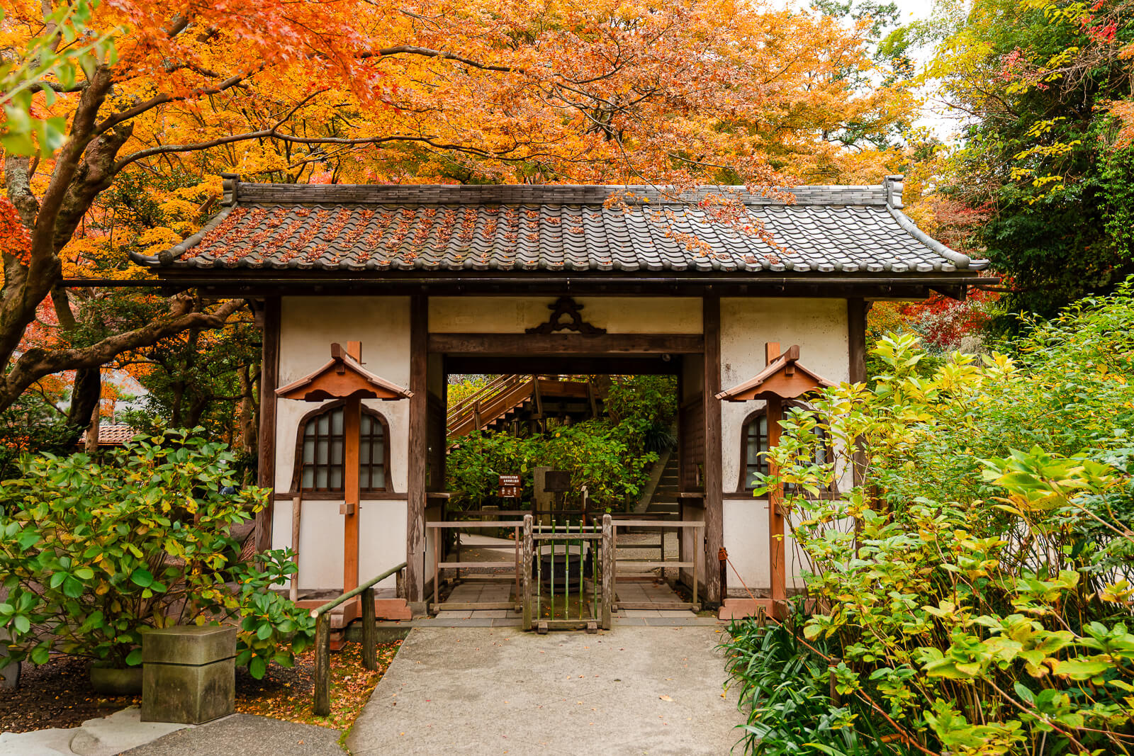 Autumn leaves around the Somon gate at Meigetsu-in Temple in Kita-Kamakura