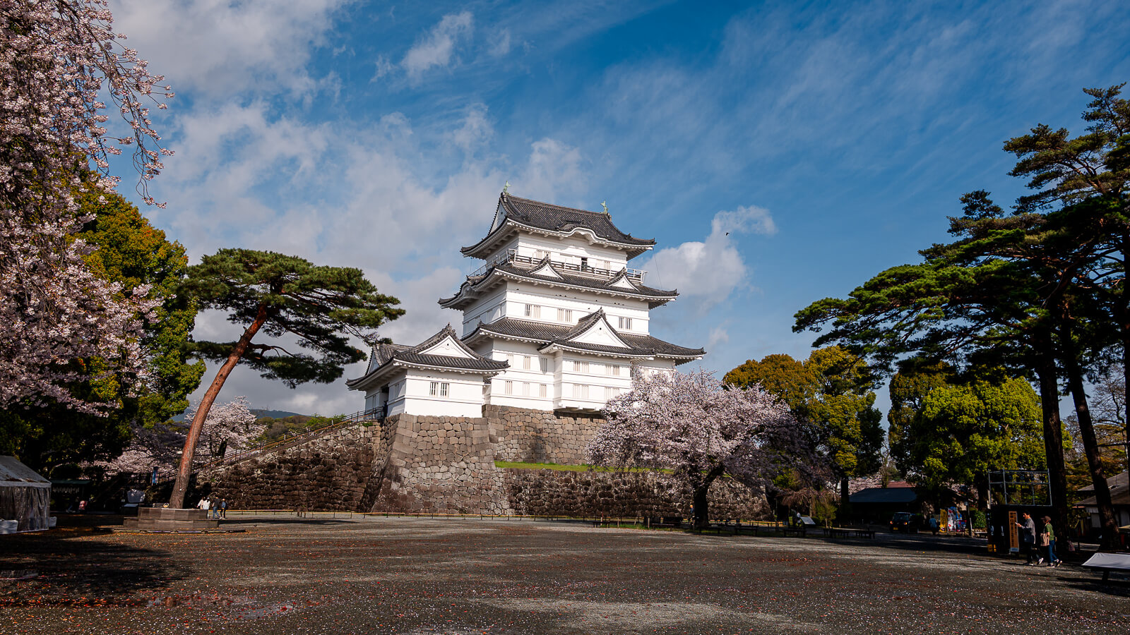 Odawara Castle viewed from the main courtyard with cherry blossoms and pine trees in Odawara Japan