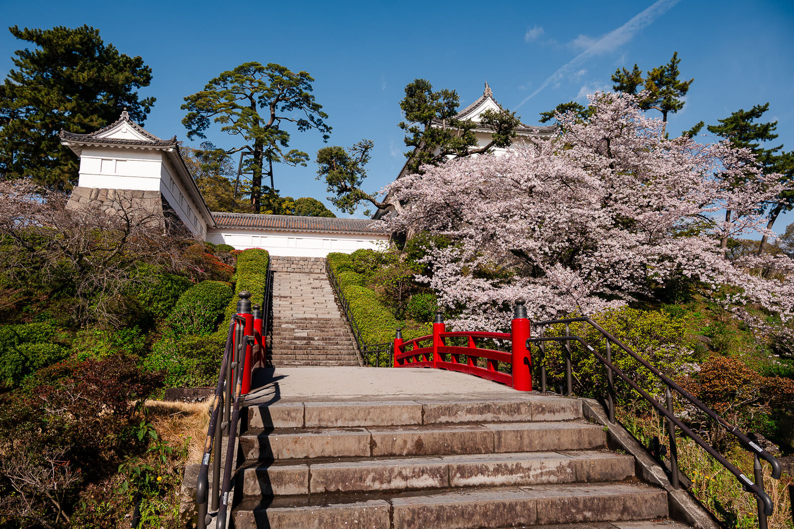 Odawara castle stairs leading to the main courtyard at peak cherry blossom season