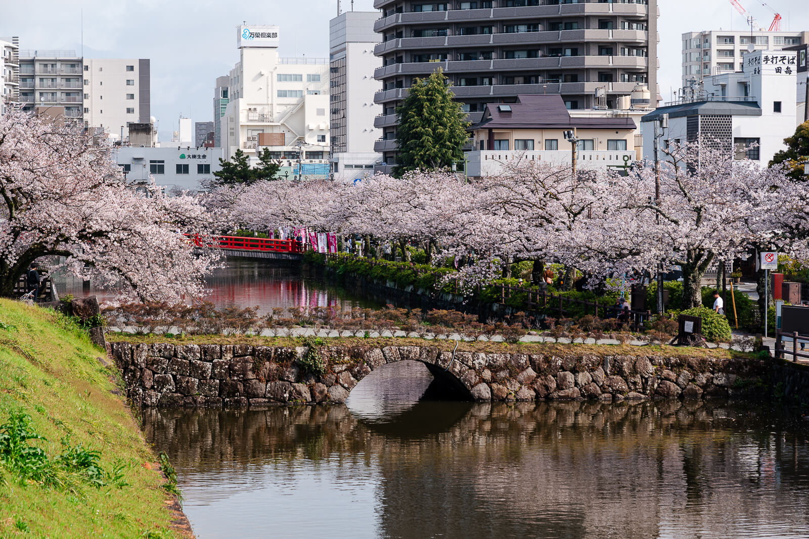 Cherry blossoms line the street at the Odawara castle in spring.
