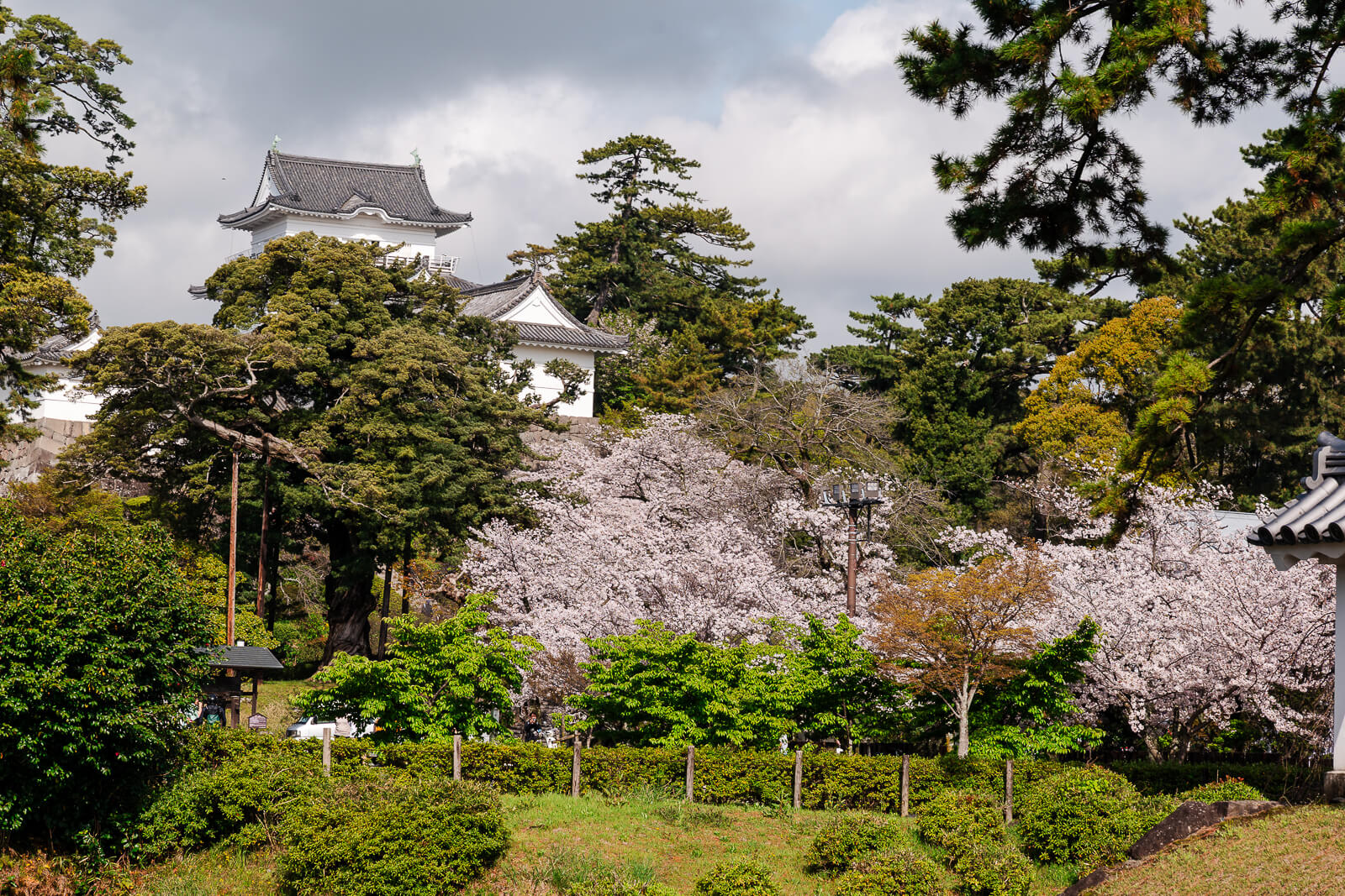 Odawara castle approach during peak cherry blossom viewing.