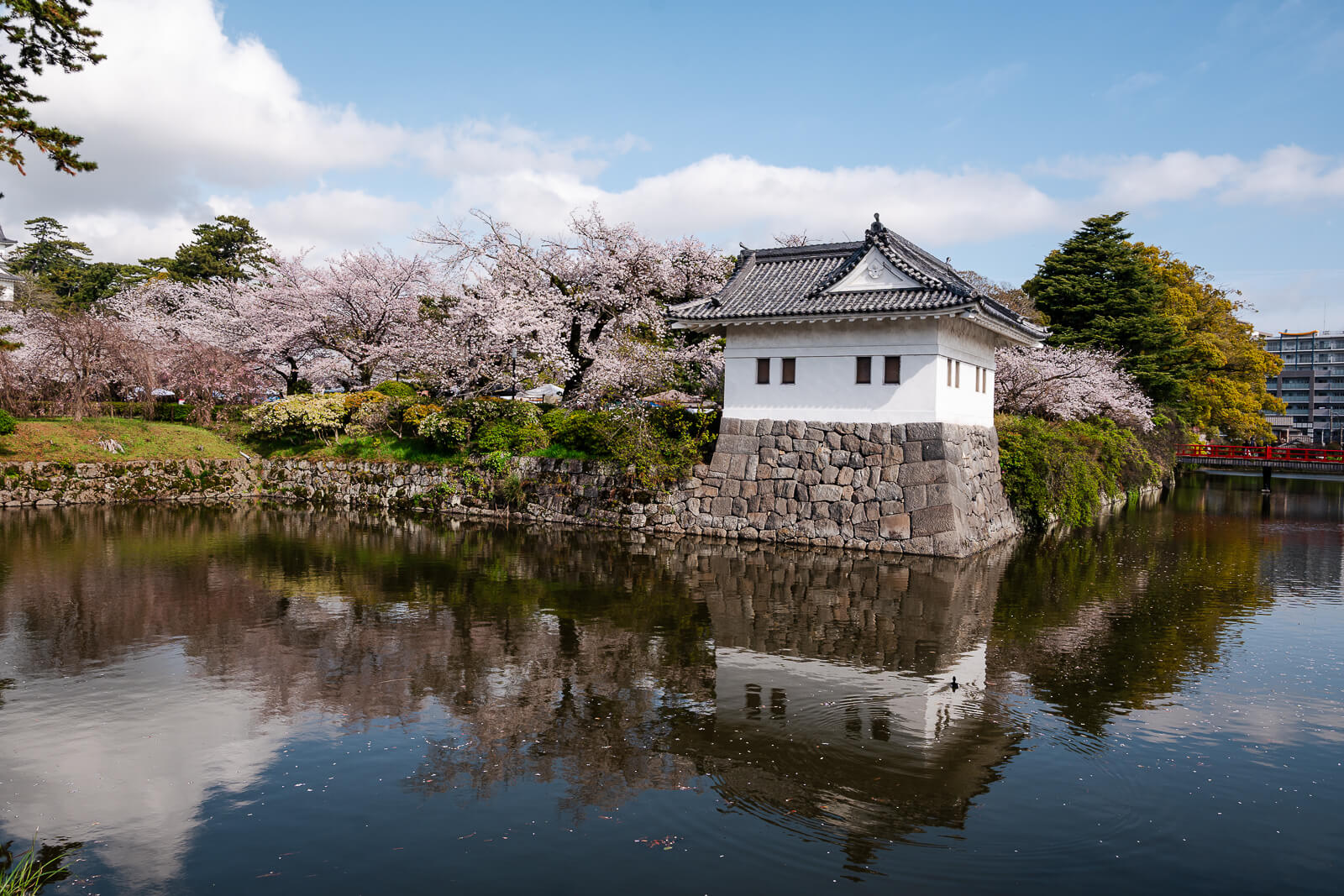 Odawara Castle framed by cherry blossoms in Kanagawa