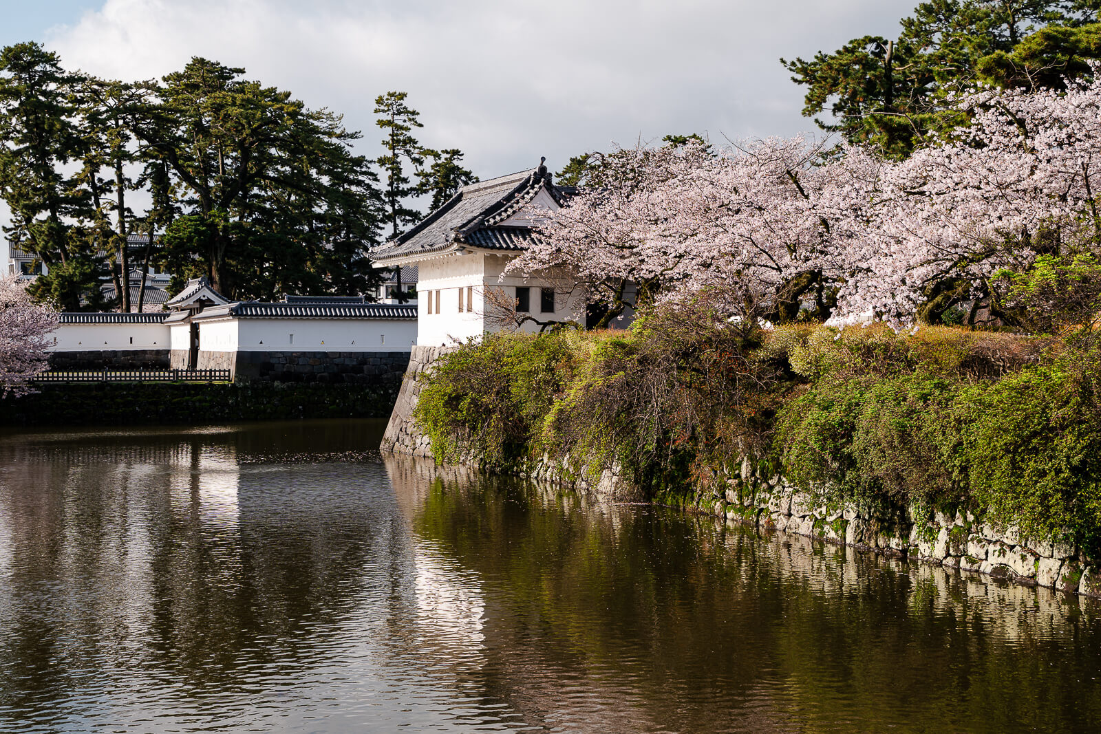 Cherry blossoms reflecting in the moat at Odawara Castle in Kanagawa