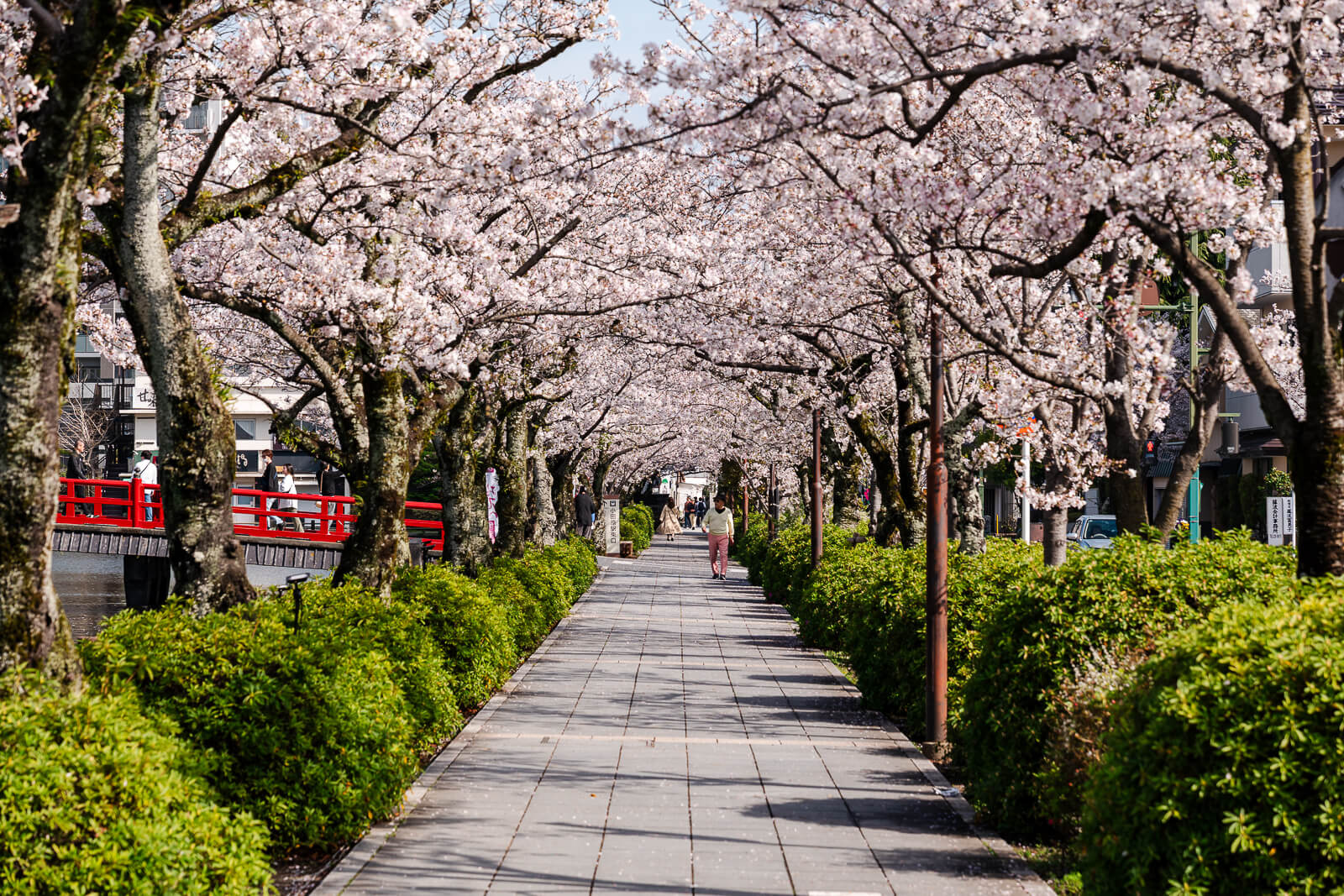 Cherry blossom walkway inside Odawara Castle Park in Kanagawa
