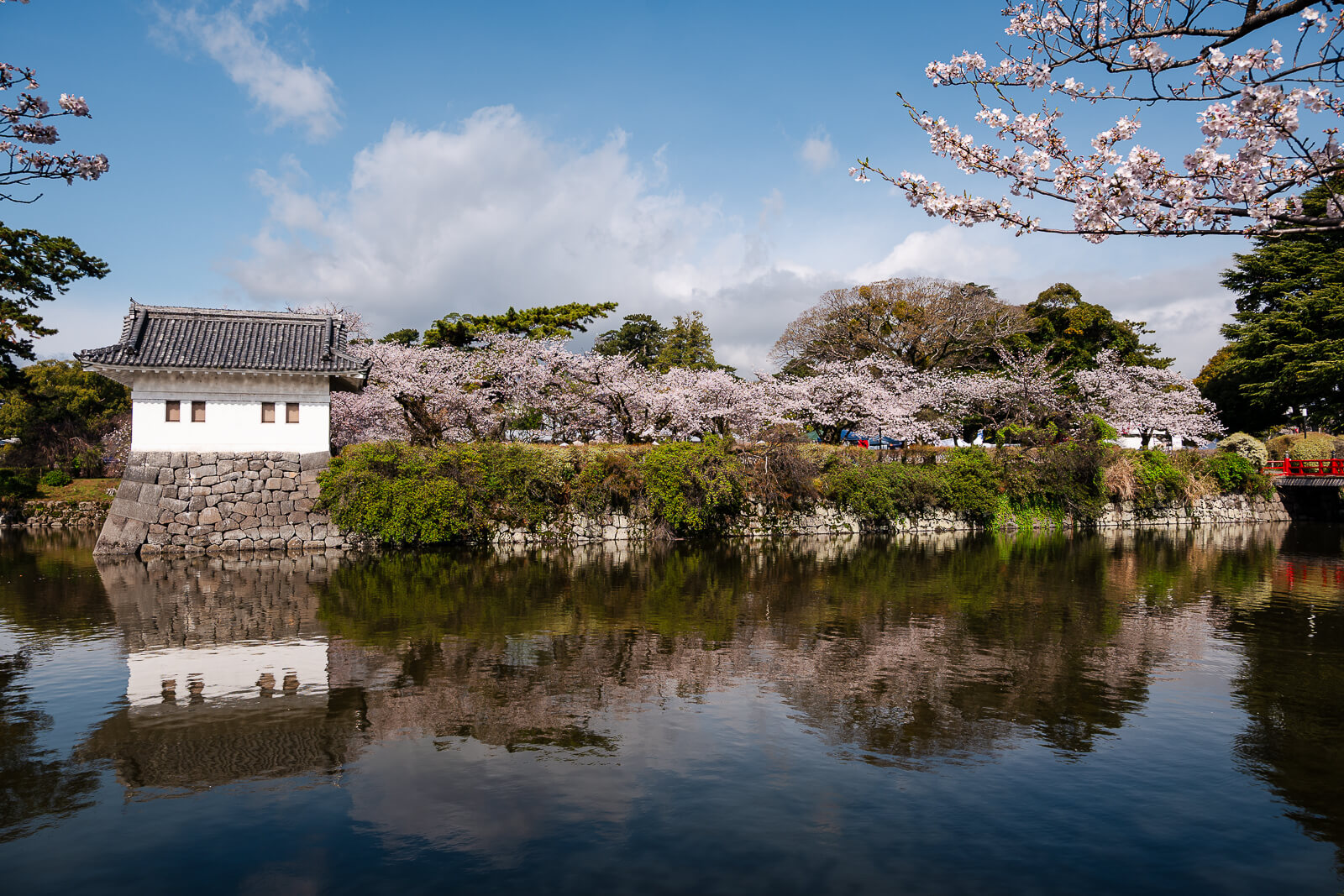 Odawara outer moat during peak cherry blossom bloom