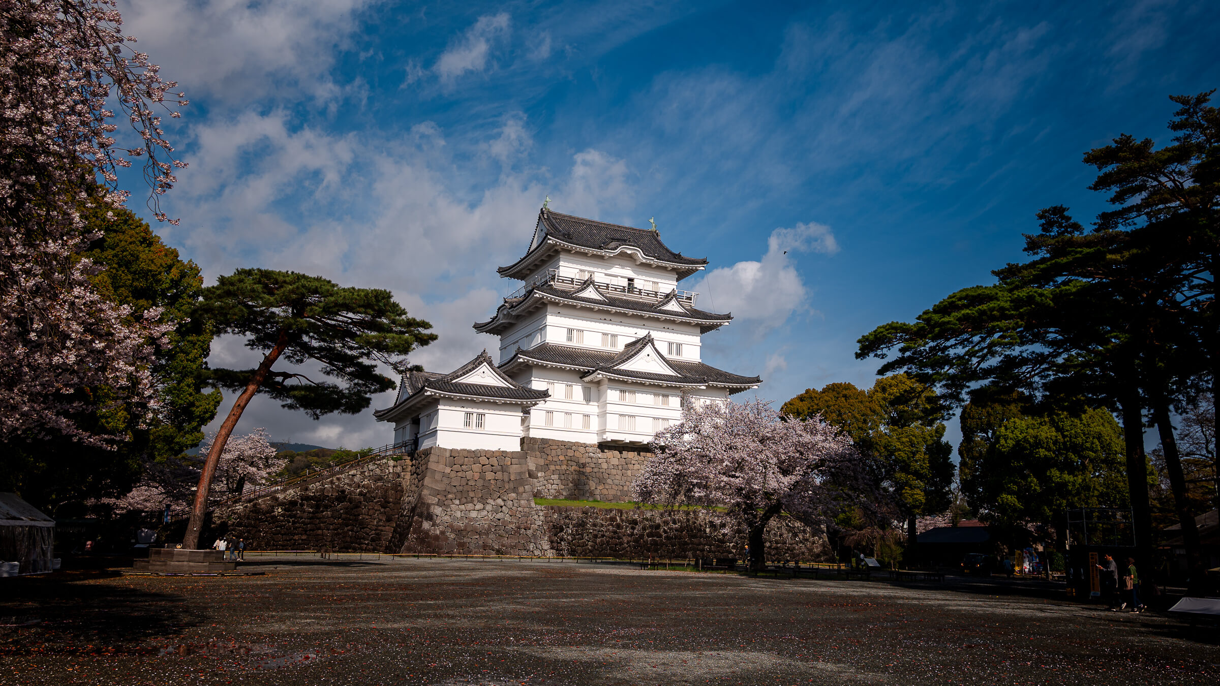 Odawara Castle viewed from the main courtyard with cherry blossoms and pine trees in Odawara Japan