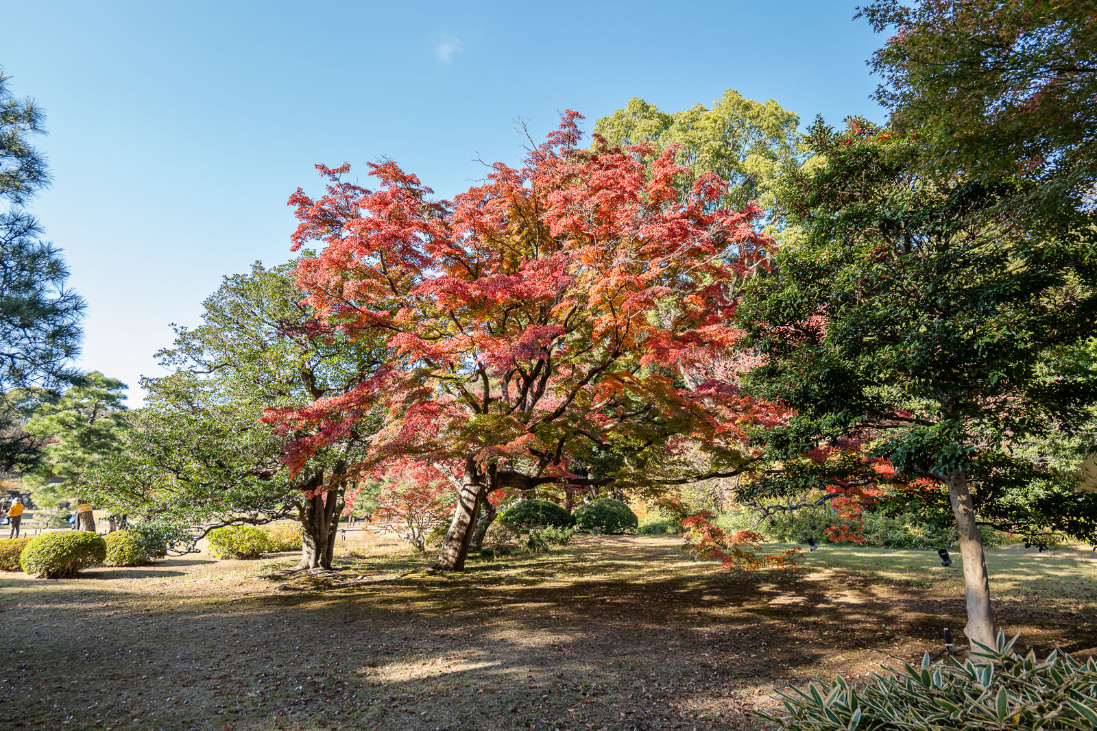 A bright red maple tree stands beside a path at Rikugien Gardens, backed by green and yellow foliage.