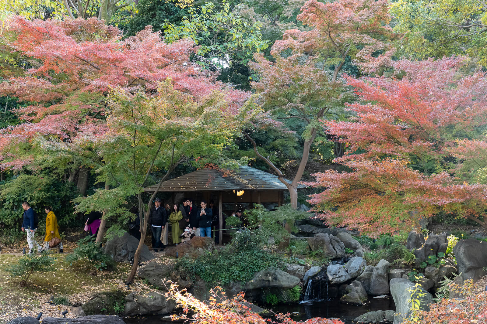 A small pavilion overlooks the pond at Rikugien Gardens, with red maple foliage and trees rising behind its roof.