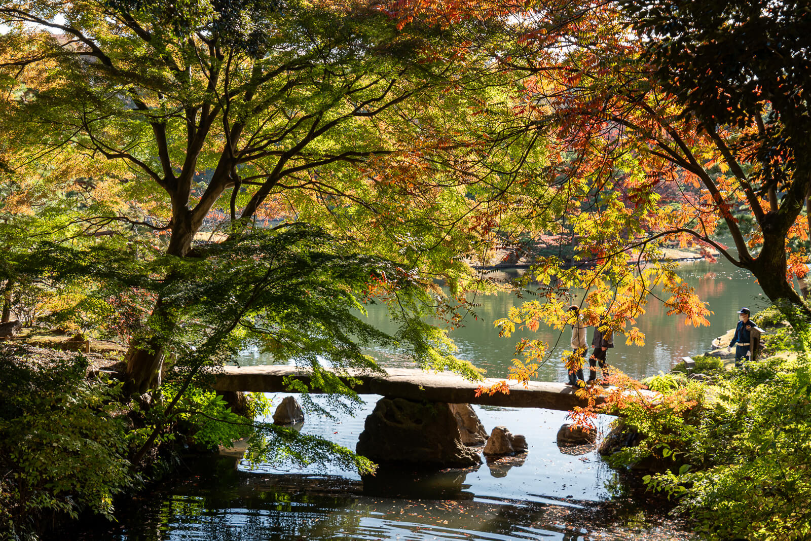 Yellow and green maple leaves spread overhead at Rikugien Gardens, with sunlight brightening the layered autumn canopy.