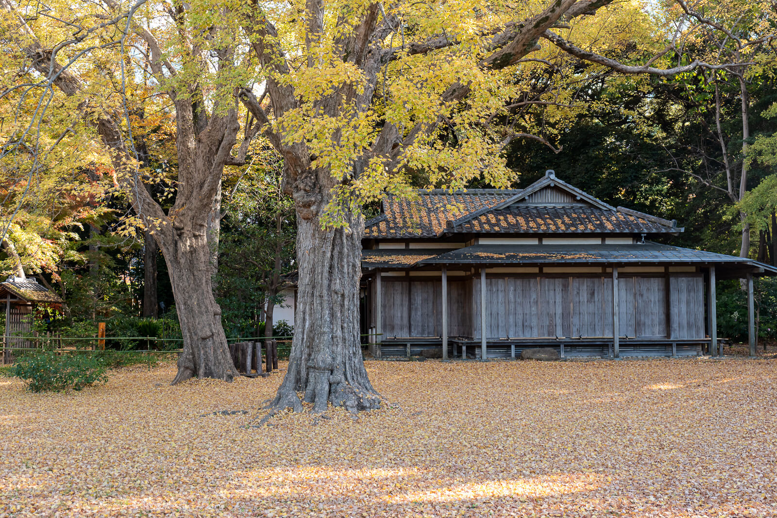 Yellow ginkgo leaves glow beside a traditional garden building at Rikugien, with trunks and shaded ground below.