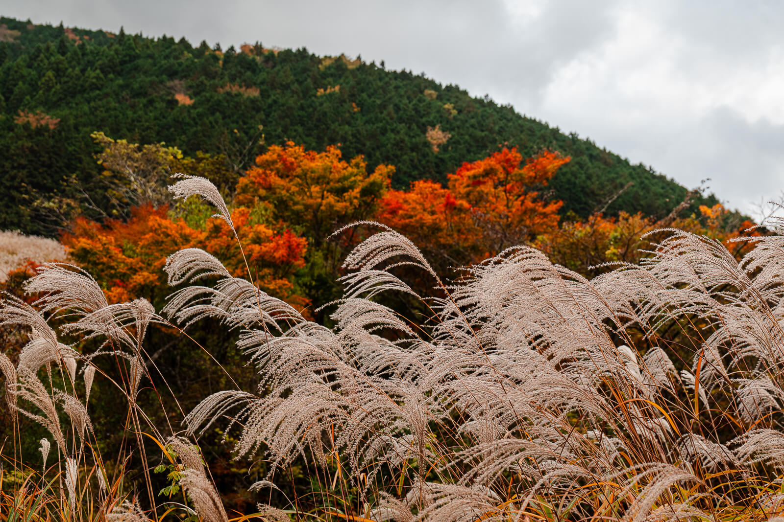 Silver susuki plumes in front of orange autumn foliage on a hillside in Sengokuhara, Hakone