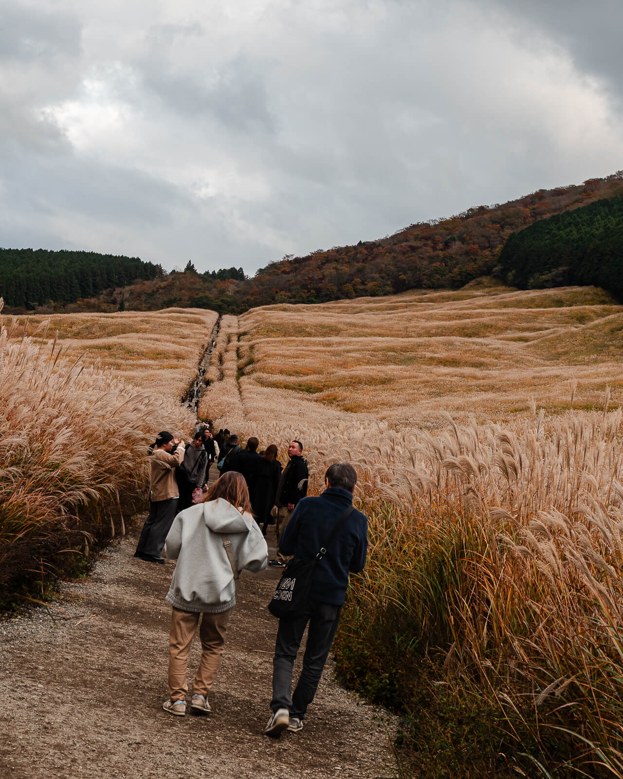 Visitors walking along a gravel path between tall susuki grass in Sengokuhara, Hakone