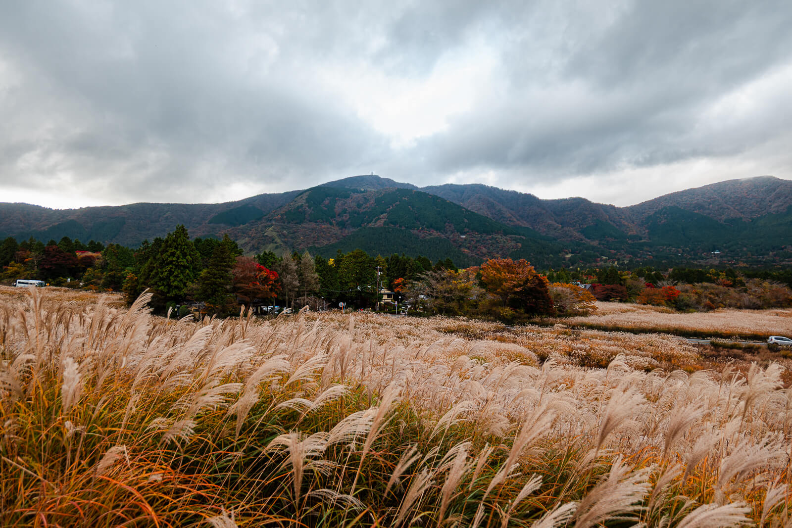 Wide Sengokuhara susuki field beneath cloud-covered Hakone mountains