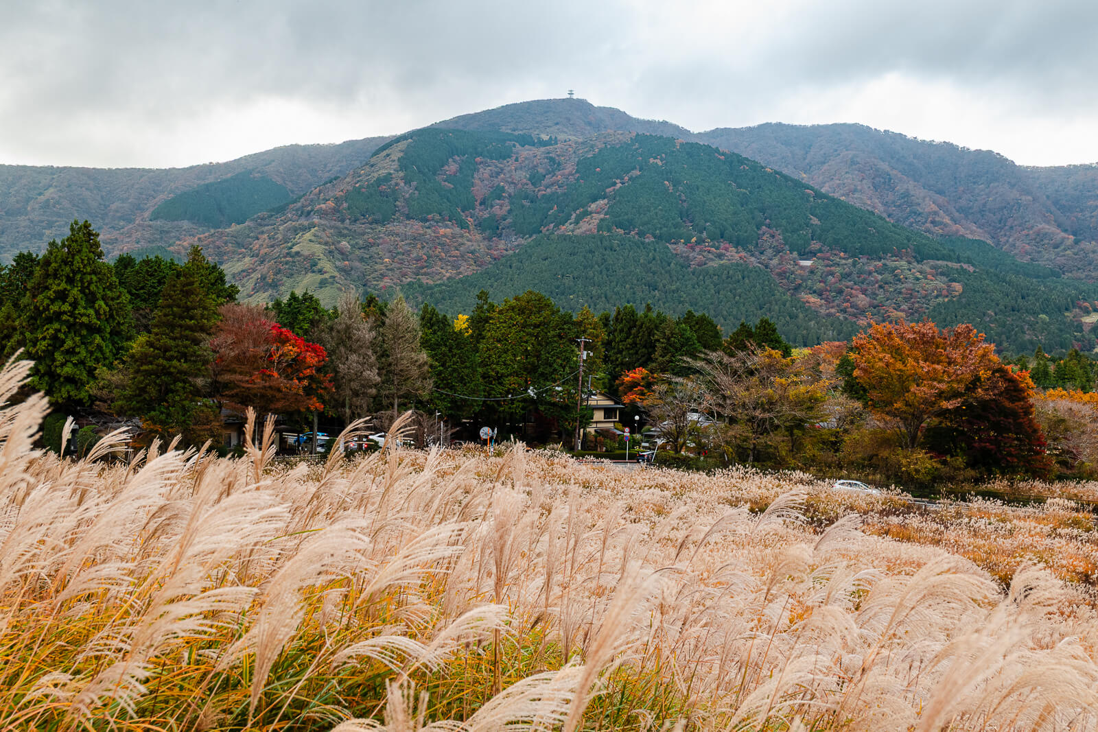 Mountain ridges and autumn trees beyond pale susuki grass in Sengokuhara, Hakone