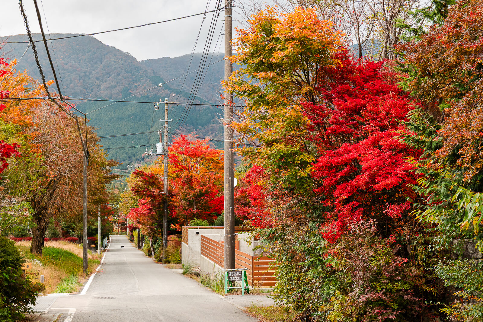 Road lined with red autumn maples beneath mountains in Sengokuhara, Hakone