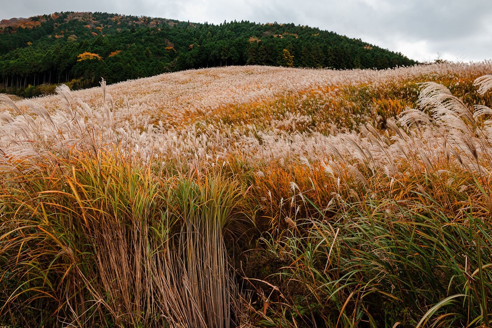 Dense pale-gold susuki grass covering a hillside below evergreen forest in Sengokuhara