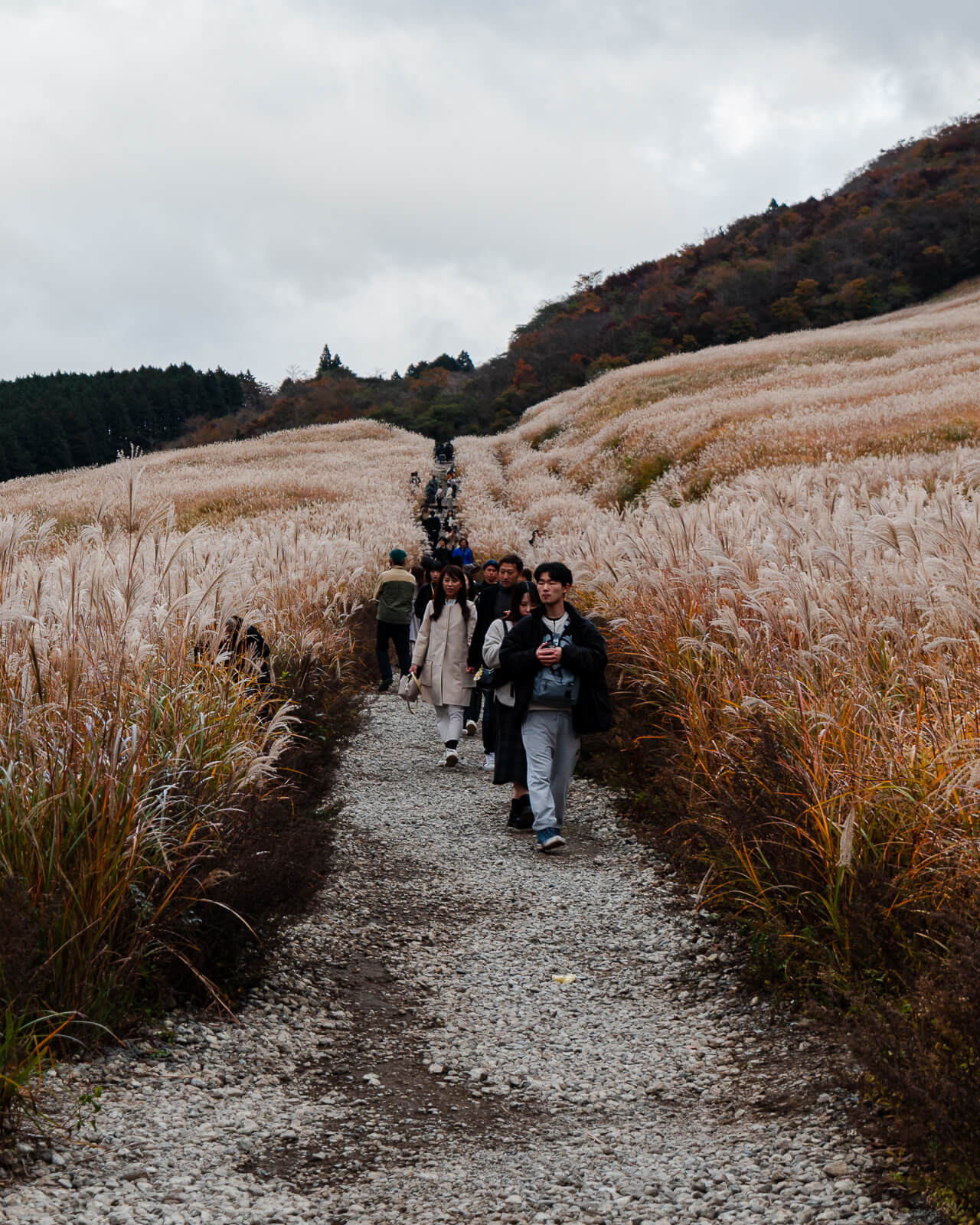 Visitors passing on an unpaved path between tall susuki grass in Sengokuhara, Hakone
