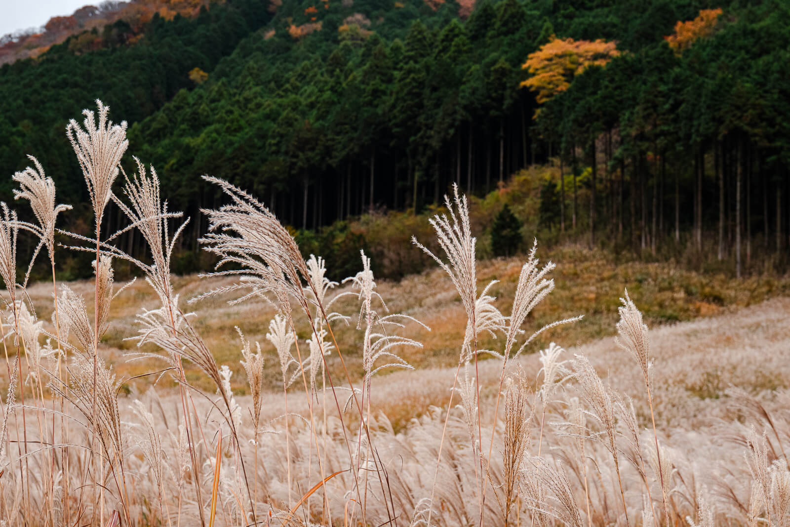 Pale susuki plumes in front of dark forest and autumn foliage in Sengokuhara