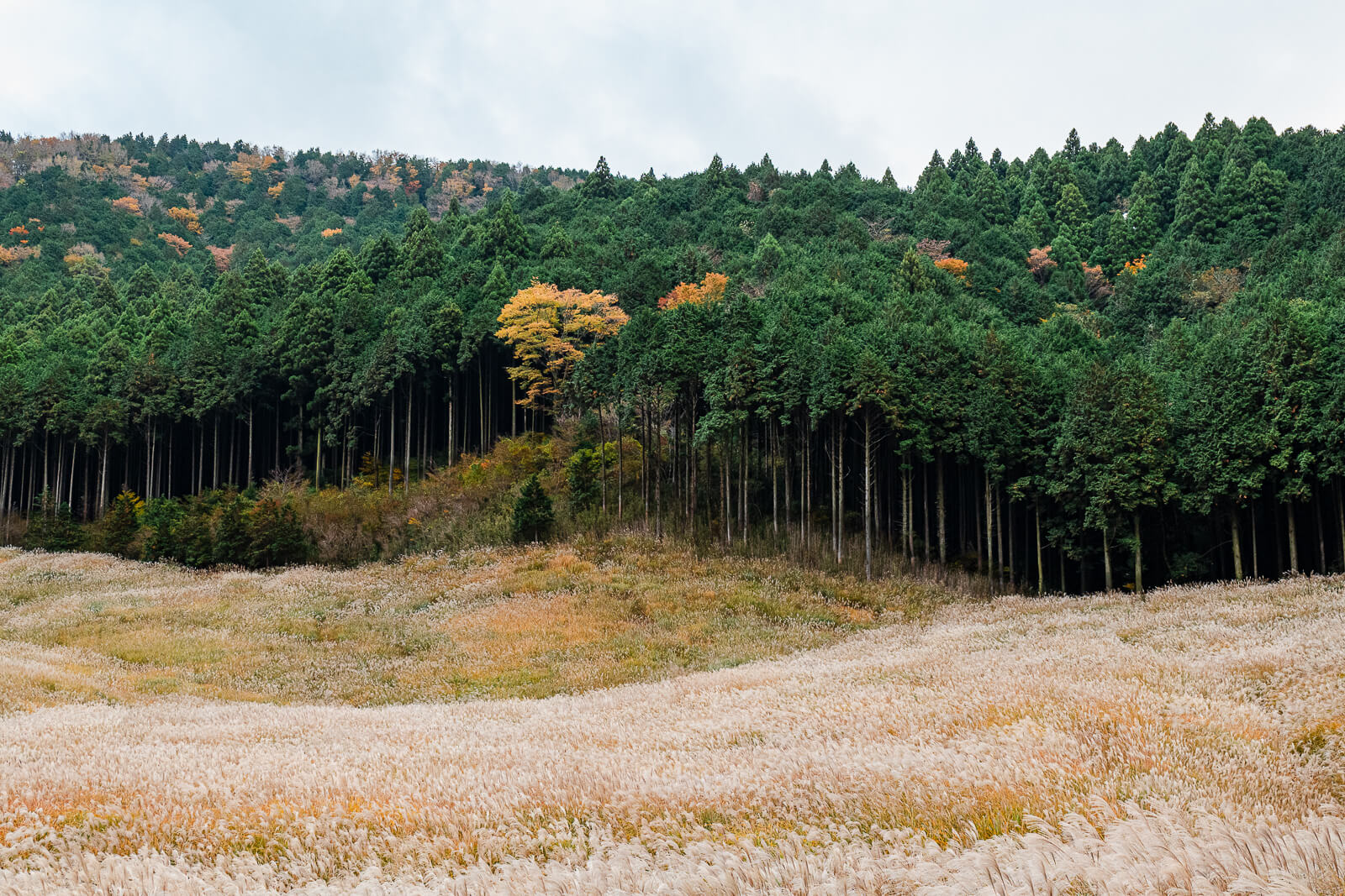 Evergreen forest with an isolated yellow autumn tree at the edge of the Sengokuhara grassland