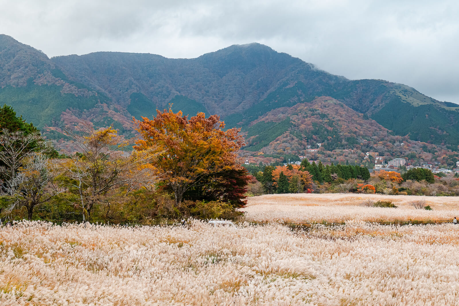 Orange autumn tree with Sengokuhara buildings and Hakone mountains in the background