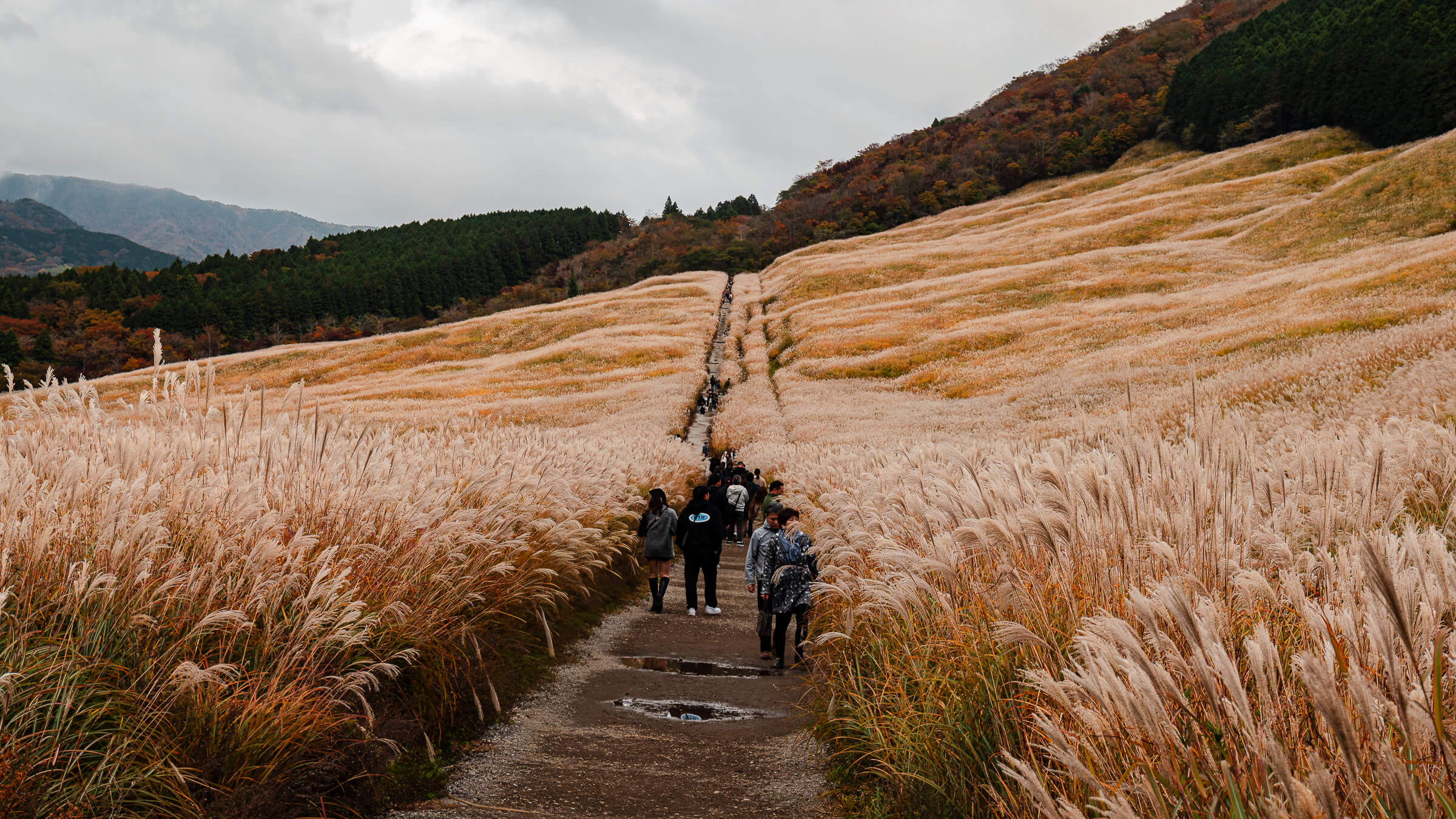 Unpaved path climbing through tall susuki grass under cloudy skies in Sengokuhara, Hakone