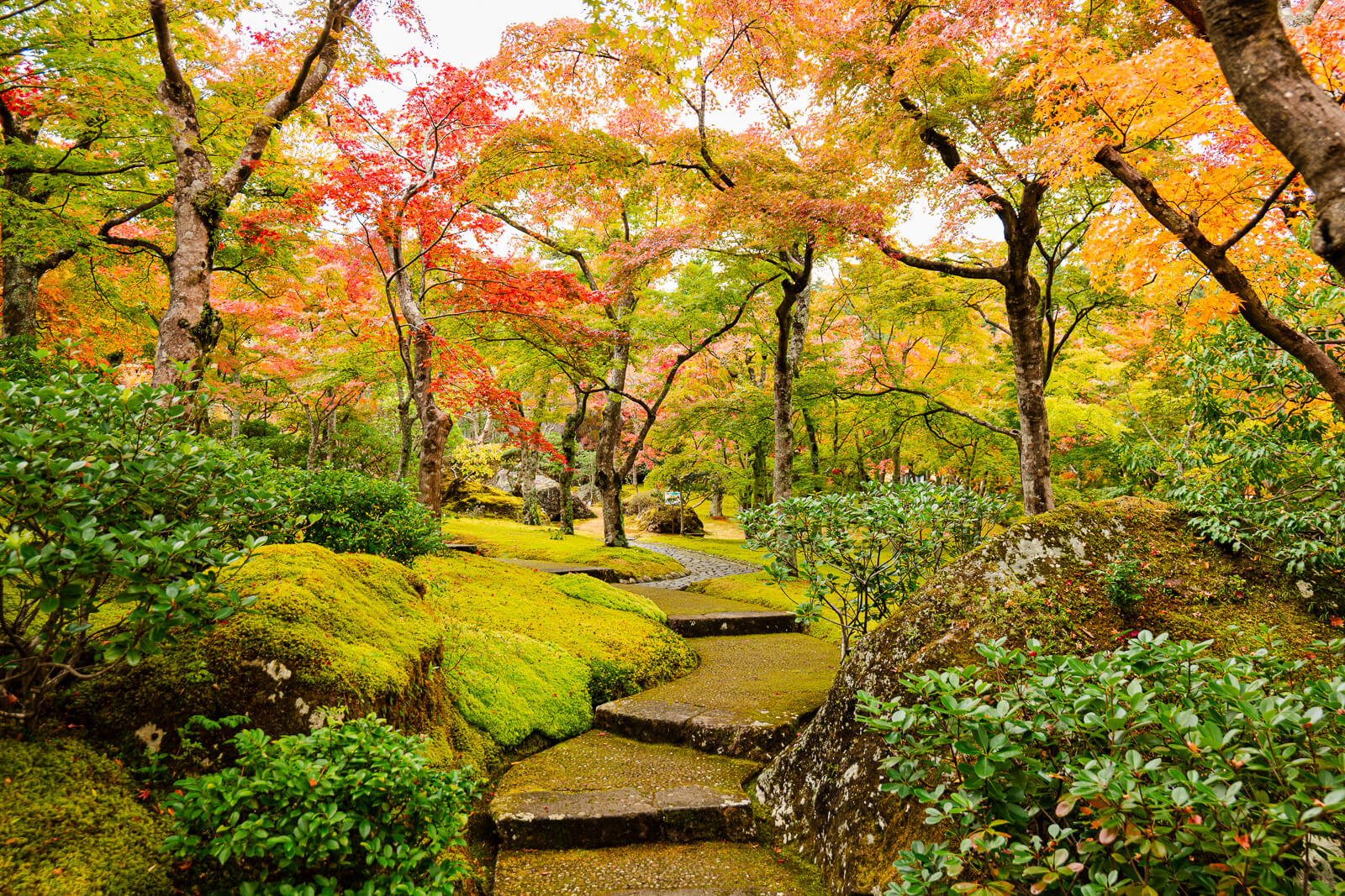 Autumn maples above moss and a stone path at Shinsenkyo Garden in Gora, Hakone