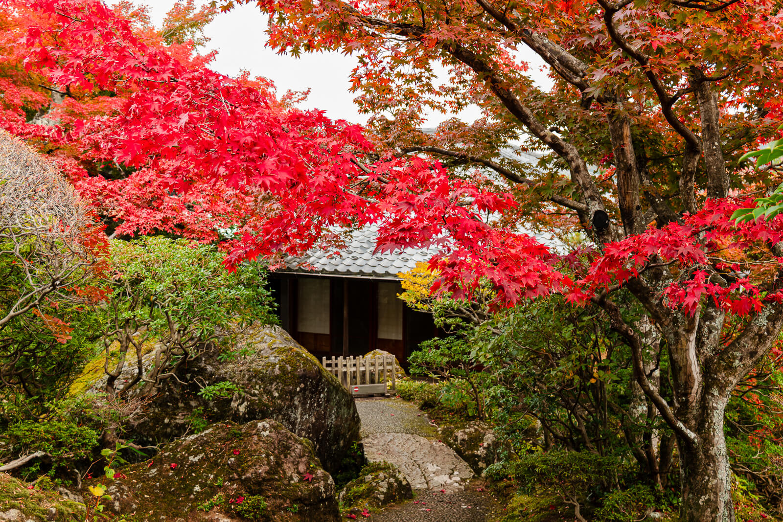 Red maple branches above stonework and a traditional building at Shinsenkyo Garden