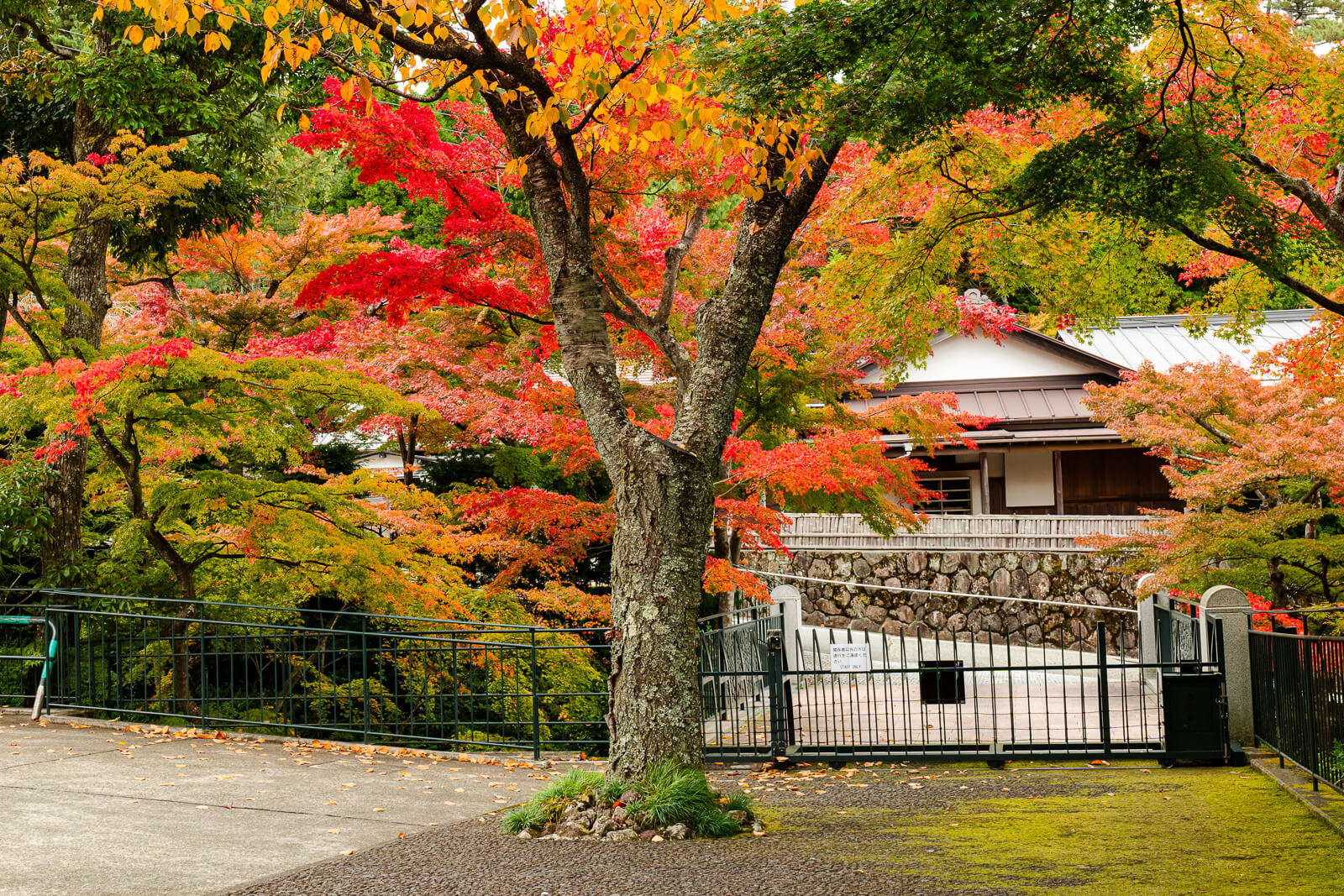 Autumn maples beside a traditional building in Shinsenkyo Garden, Gora