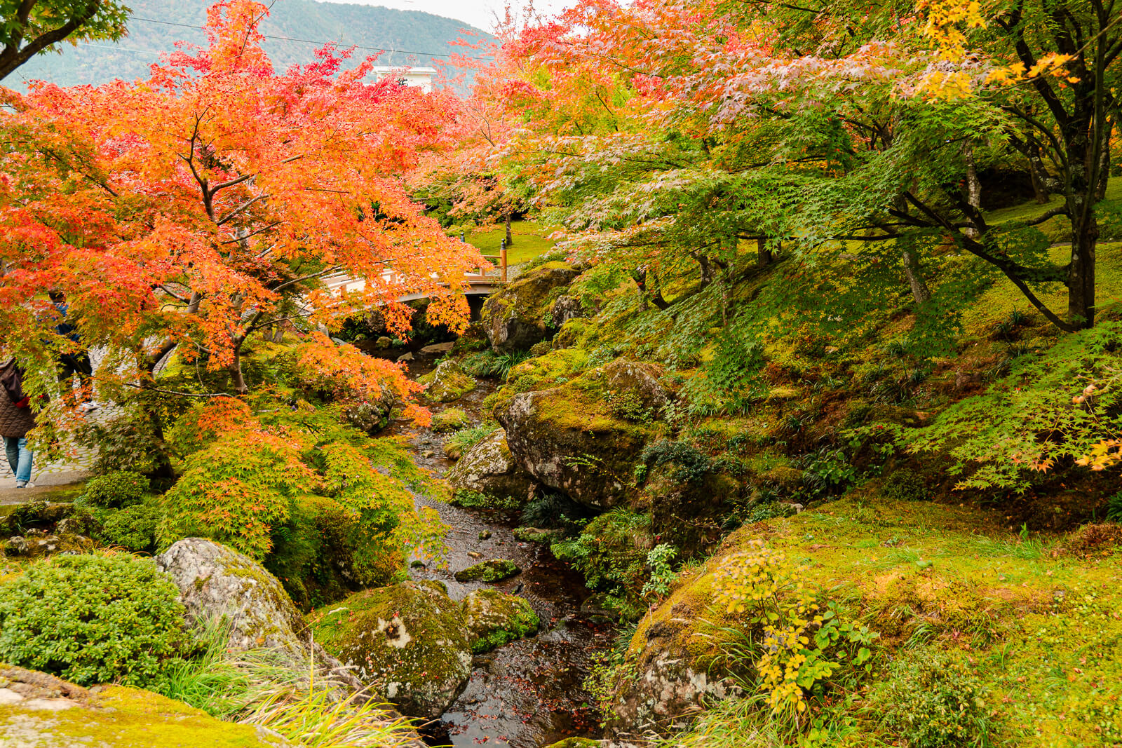 Orange and red autumn foliage above moss and rocks at Shinsenkyo Garden in Hakone