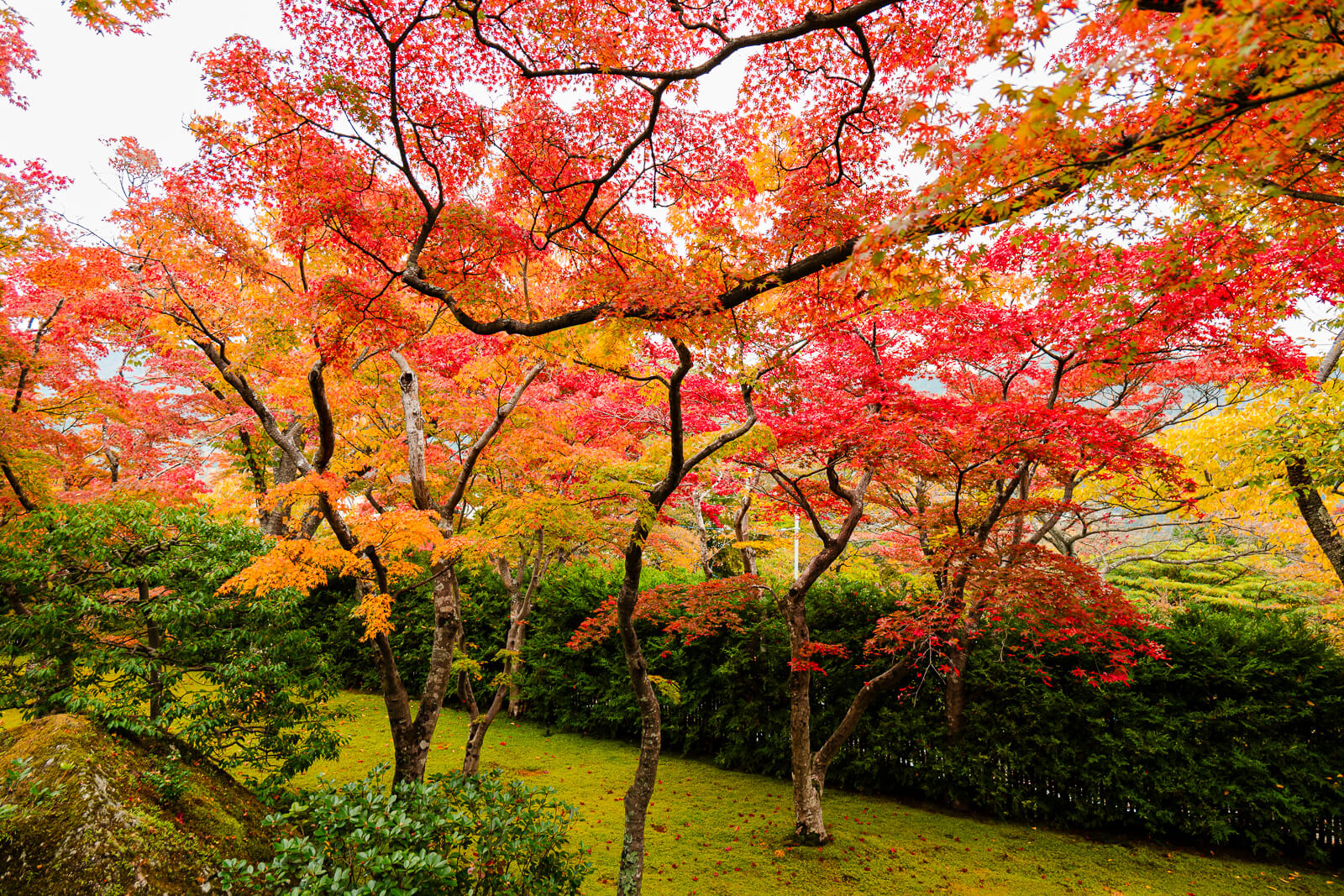 Red and orange maple canopy at Shinsenkyo Garden in Gora, Hakone