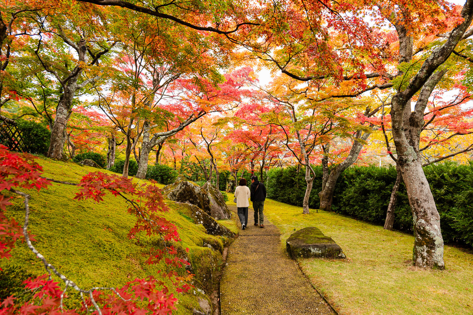 Visitor walking beneath autumn maples along a garden path at Shinsenkyo in Hakone