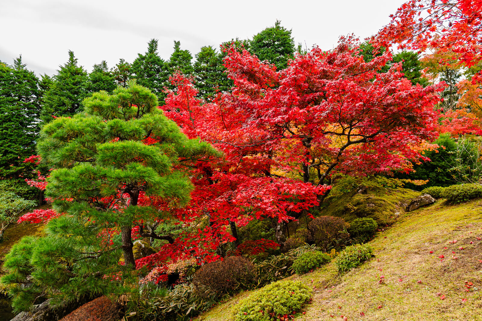 Red maple foliage above shaped evergreens at Shinsenkyo Garden in Gora