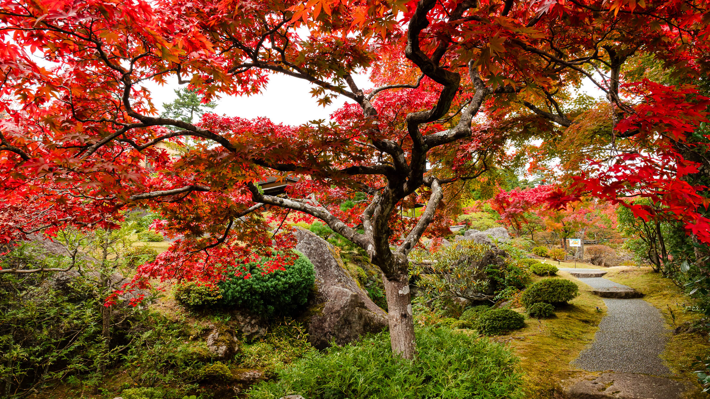 Autumn foliage along a garden path in Shinsenkyo Garden, Hakone