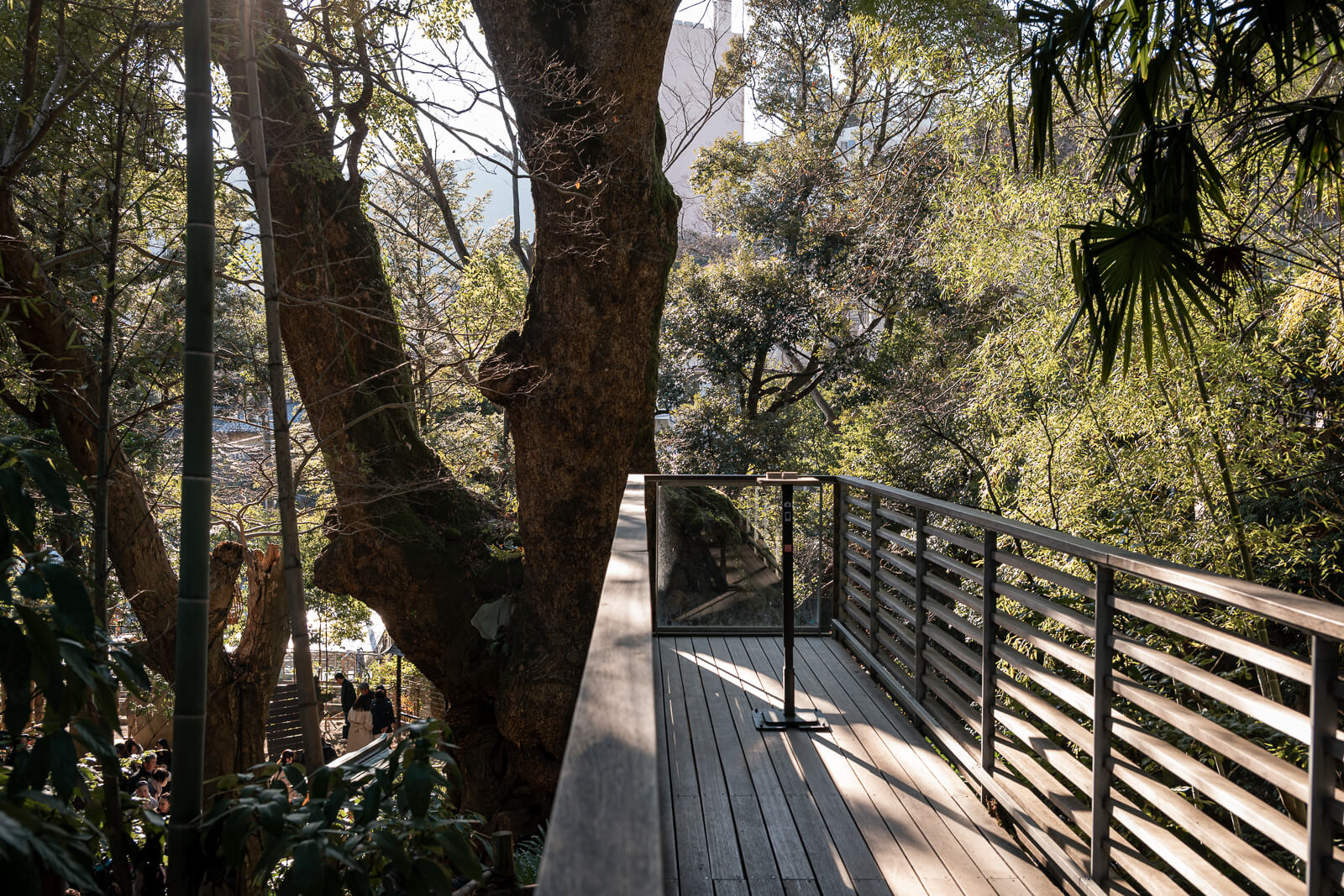 Upper observation deck and walkway beside the sacred camphor tree at Kinomiya Shrine in Atami