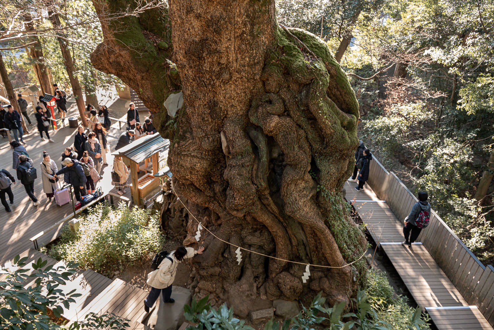 Visitors circulating around the sacred camphor tree on elevated walkways at Kinomiya Shrine